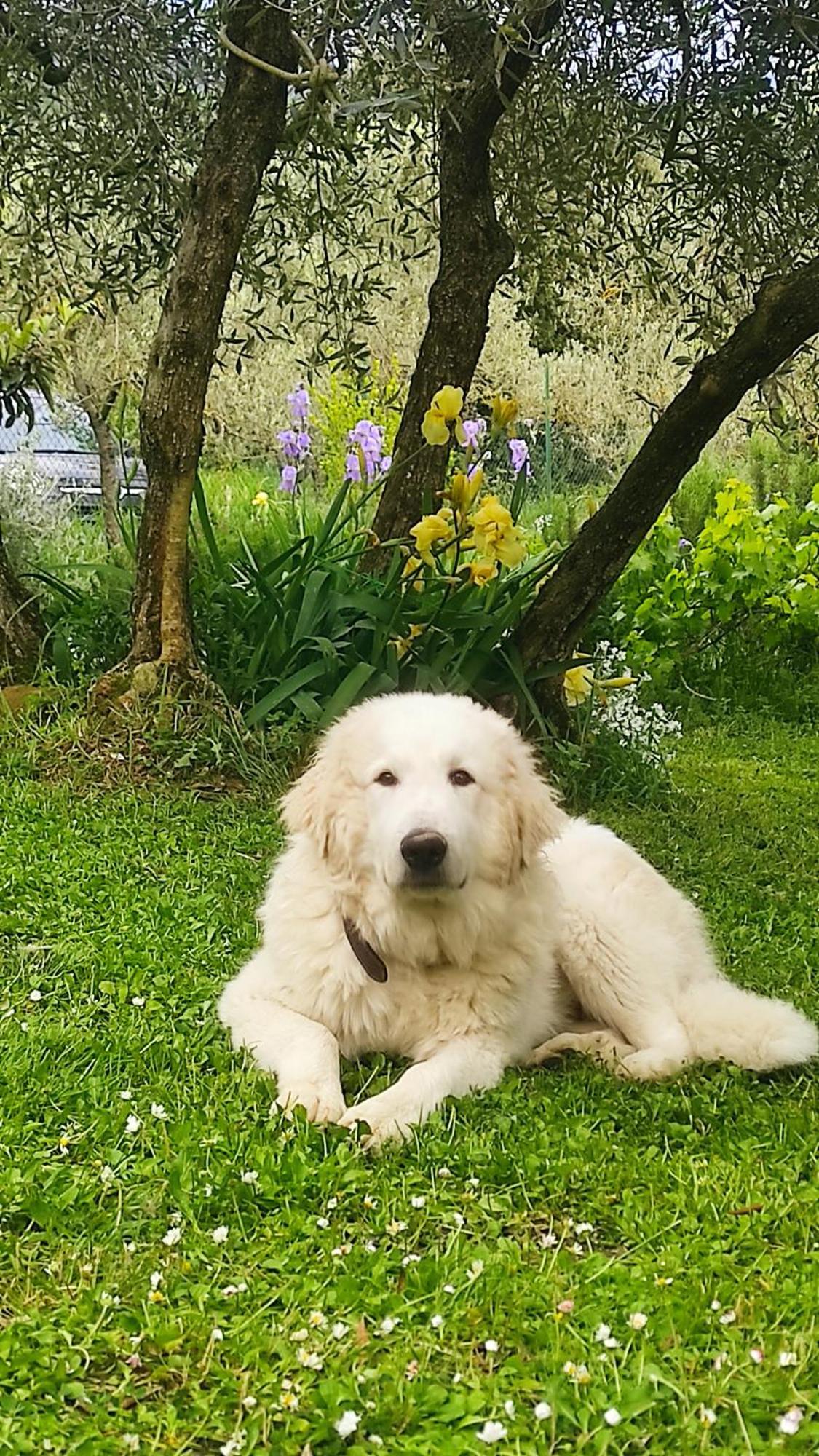 B&B La Casina Di Iris Arezzo Bagian luar foto